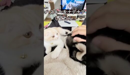 ハスキー犬を子猫の前でナデナデしてたら…笑#shorts