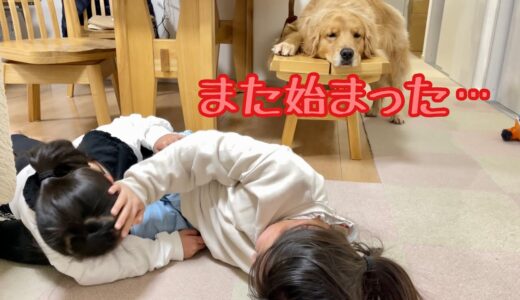 姉妹ケンカは犬も食わないを証明してくれる大型犬クッキー【ゴールデンレトリバーとミニチュアダックスフンド】