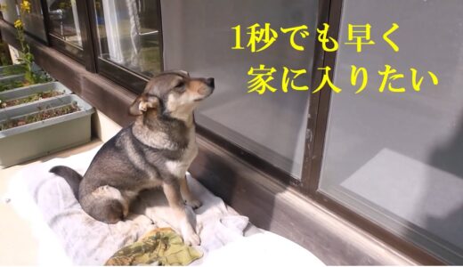 家に入りたいと 必死に訴える犬