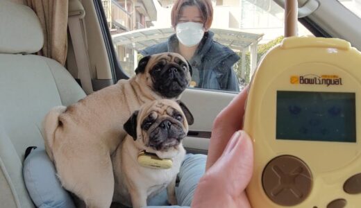 【犬の翻訳機】３ヶ月ぶりに友達と再会したパグの心の声が衝撃的でした…