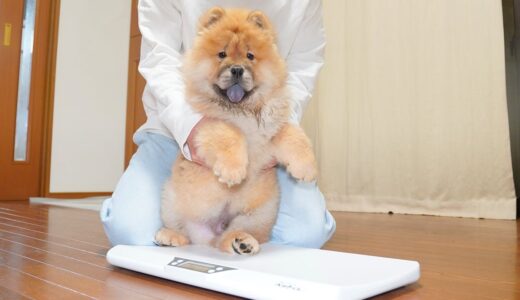 落ち着きのないチャウチャウ犬の体重測定w