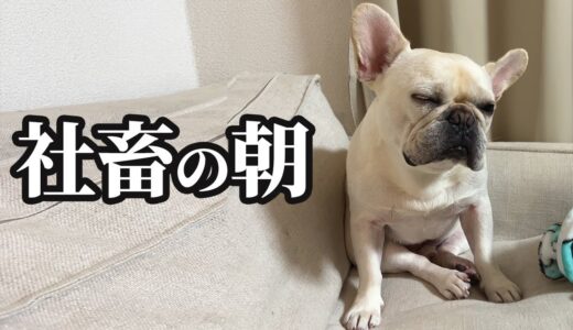 【社畜】うちの犬の寝起きがあまりにもサラリーマンの朝みたいだから見てwww【フレブル フレンチブルドッグ】