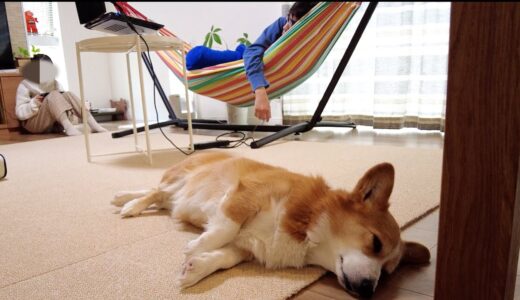 行動がかぶってしまうおじさんとコーギー犬