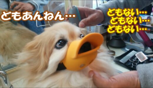 すぐキレるポメラニアン 「なんや!」と叫ぶ犬 & コタ、おとんに目で訴える…