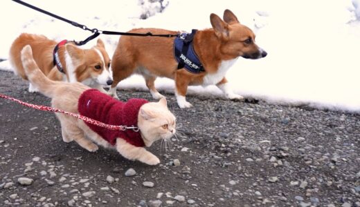 水溜りをスッとよける猫についていく犬たち