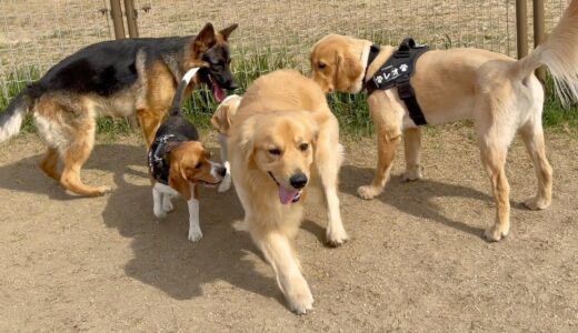 【犬の大名行列】びすけの引き付け力が凄すぎるwww（荒川運動公園ドッグラン）