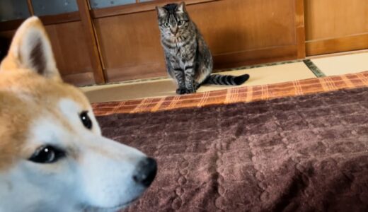 かまってモードのパパを上手にあしらう犬と猫　Dad is so annoying