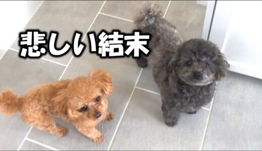 パパが犬と留守番した結果が悲しい事になりました（涙）