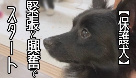 シャイで控えめな保護犬、旭きゅん。いよいよトライアルへ「vol 186 」