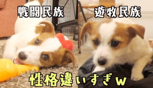 兄犬を怖がらせる恐怖のおもちゃを弟子犬が成敗した/ジャックラッセルテリア/多頭飼い