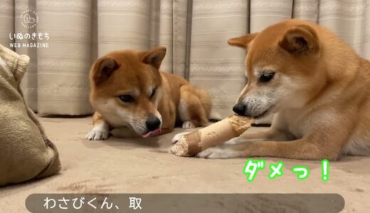 『ぼくもカミカミしたいな…』『まだダメ～！』兄犬の順番待ちをする弟犬、健気な行動にキュン！【いぬねこライター動画部】