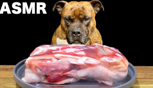 【大食い犬ASMR】超巨大な生肉ゼリーに果敢に挑む愛犬 MUKBANG Dog eats raw meat bones