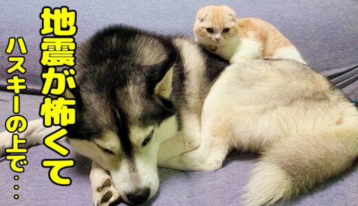 地震が怖すぎてハスキー犬の上で過ごすようになった子猫がこちら…