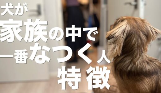 犬に家族の中で一番なつかれる人の特徴