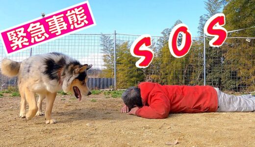 大好きなオッサンが急に倒れた❗️保護犬が取った行動は、、、