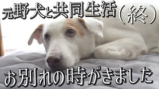 【保護犬】元野犬のウォンカ、お別れの時がきました【元野犬と共同生活】