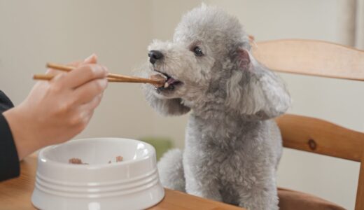 うちの犬がご飯をお箸で食べたがる理由が分かったかも知れません笑