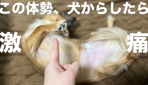 犬を苦しめる実は危険な体勢