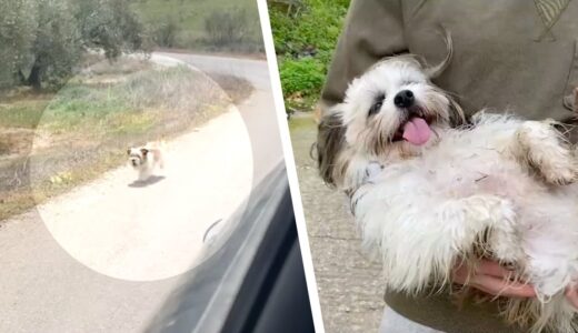 捨てられた犬は必死で走っている車を追いかける。運転者に気づいてもらうために