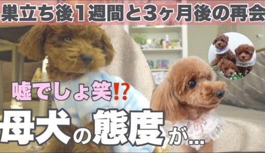 嘘でしょ?!巣立ち後母犬と姉弟の再会態度が違いすぎて面白い犬