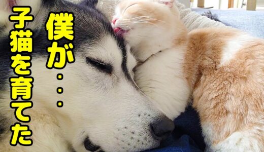 ハスキー犬を自分の親だ思い甘える子猫が可愛すぎた…