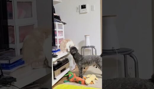 子猫が犬に叱られてる瞬間がこちら…#shorts