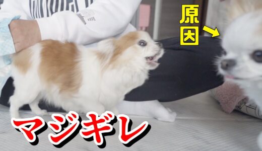 【激高】とうとう堪忍袋の緒が切れた老犬チワワのチョッピさん！