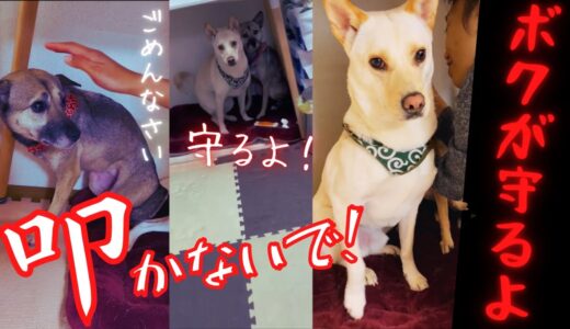 【虐待に怯える保護犬】初めて抱っこされた日から...現在「抱きしめられない苦しみ」