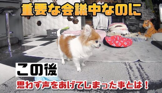 留守番カメラで老犬を見たら思わず二度見する様子が目に飛び込んできた！