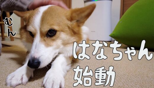 実はうちの犬には重大な任務があるんです