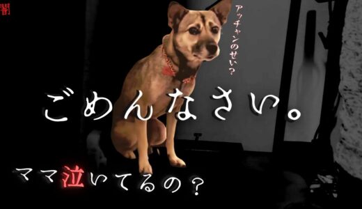 【保護犬】号泣「ごめんなさい」殺処分２日前に救われた犬の抱える「心の闇」