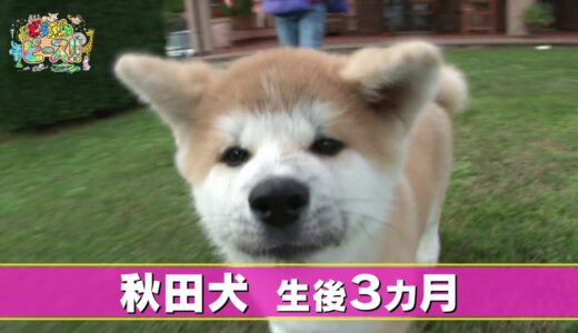 【秋田犬】世界で暮らす秋田犬！　秋田犬まとめ動画