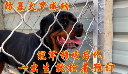 防暴犬罗威纳，父母都是冠军后代，幼崽一出生就被抢先预定