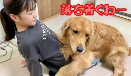 大好きな姉に依存しすぎな大型犬クッキー【ゴールデンレトリバーとミニチュアダックスフンド】