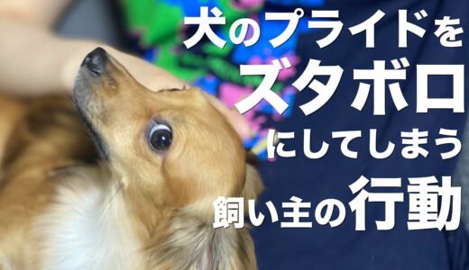 犬のプライドをズタボロにしてしまう飼い主のNG行動