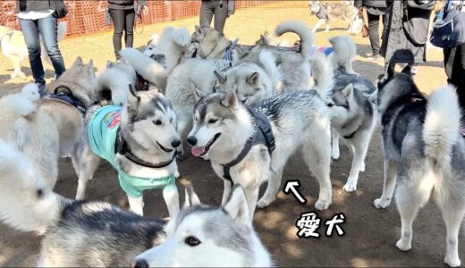 【80頭以上】ハスキー犬の大群から愛犬を探し出せww 兄弟犬とハス会に参加してみた