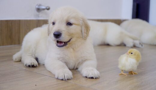 生まれて初めて子犬を見たひよこの反応が面白すぎた！