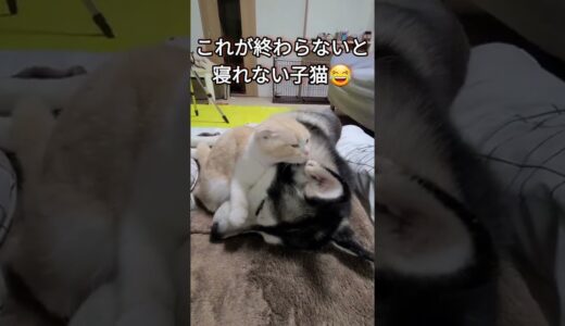 ハスキー犬に育てられた子猫の夜のルーティン…笑#shorts