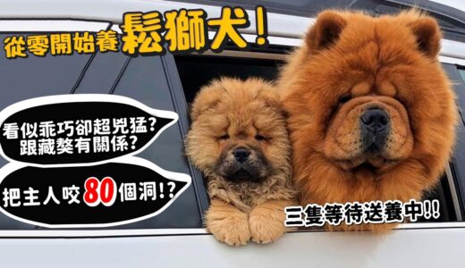 【從零開始養】鬆獅犬!獅子犬!把主人咬80個洞?看似乖巧卻超兇猛?跟藏獒有關係?3隻等待送養中!【許伯簡芝】Chow Chow