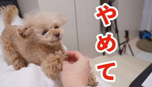 寝起きから遊びたい犬vs寝癖をなおしたい飼い主【トイプードル】[4K]