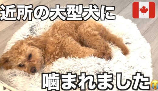 【衝撃】６ヶ月の愛犬が大型犬に噛まれました😭｜カナダ｜海外生活