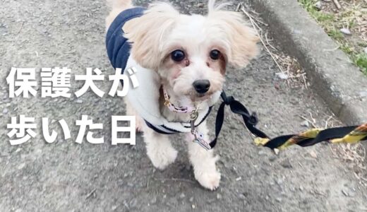 外を知らなかった保護犬が、自分の足で歩いた日｜Day6