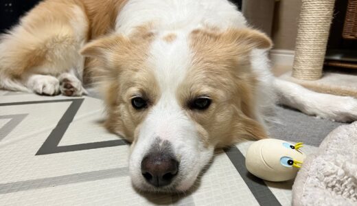 大好きな兄ちゃんを飼い主に独り占めされて拗ねる犬【ボーダーコリー】