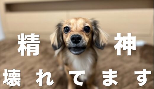 犬が精神的に弱っている時にしか見せない行動