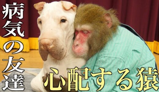 原因不明の病気で弱っていく仲間（犬）に、お猿さん取った行動がすごすぎる…