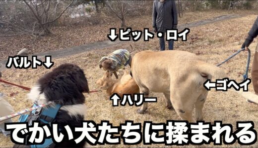 犬はこうやって社会性を身につけていく