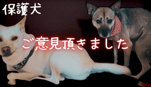 【号泣犬の話】劣悪な環境から引取られ心を開いた犬「ごめんなさい」しっぽを噛み続けた壮絶な犬生