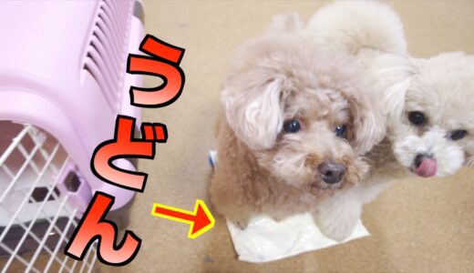 犬も食べられるうどんを踏んで作る犬たちが可愛いｗ【トイプードル】