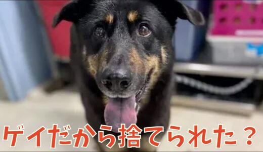 「ゲイだ」という理由で犬を捨てたクソ飼い主