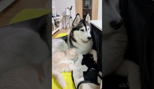 ハスキー犬と一緒に寝たい子猫がこちら…笑